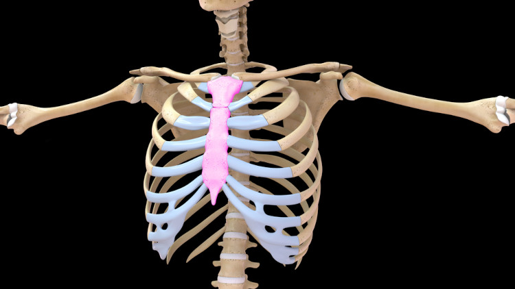 Localização do osso esterno no esqueleto humano.