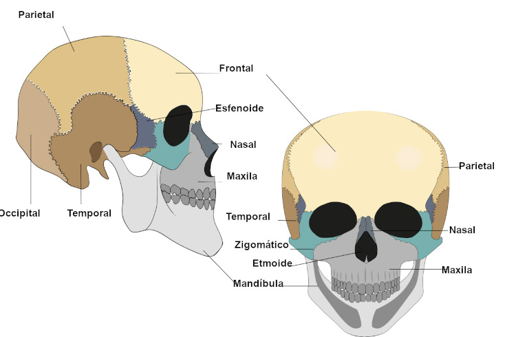 Nomes dos ossos da cabeça.