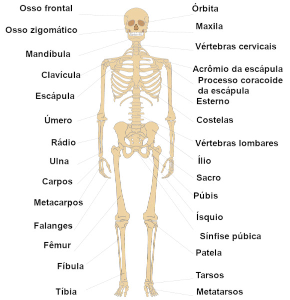 Nomes de alguns ossos que formam o esqueleto humano.