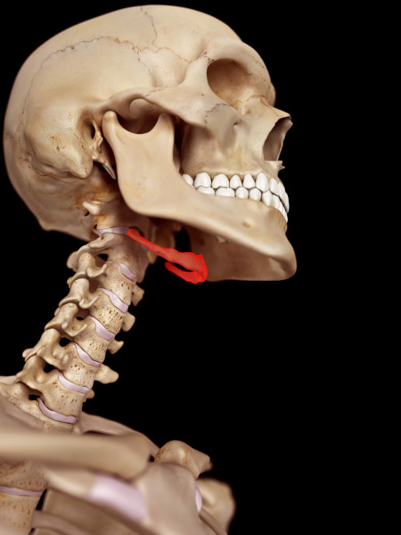 Localização do osso hioide no esqueleto humano.