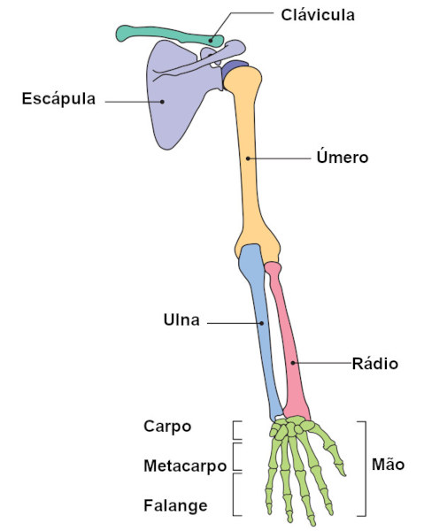 Nomes dos ossos que formam os membros superiores.