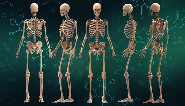 Renderização do esqueleto humano.