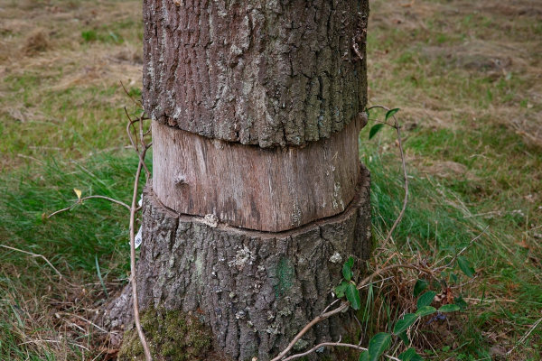 Registro de corte realizado ao redor do tronco de uma árvore, o chamado anel de Malpighi.