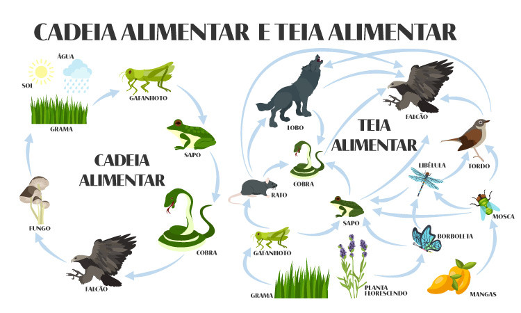 Ilustração mostrando um exemplo de cadeia alimentar e um exemplo de teia alimentar.