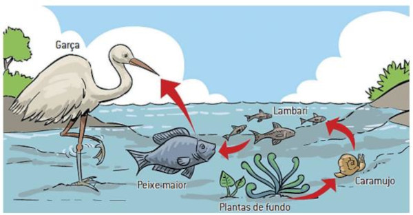 Ilustração de uma cadeia alimentar em uma questão da Uema.