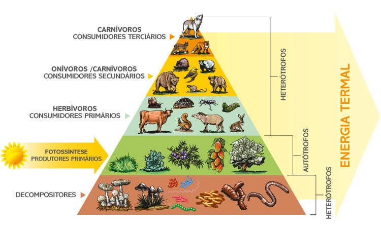 Pirâmide mostrando como a transferência de energia a partir dos produtores diminui a cada nível trófico da cadeia alimentar.