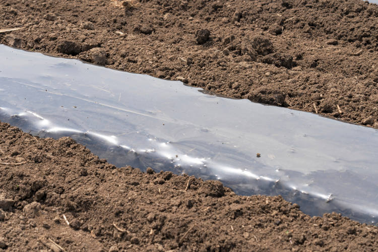 Plástico biodegradável sendo usado no contexto da agricultura.
