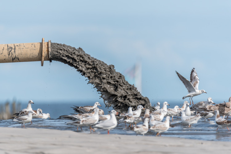 Pássaros próximos à água suja de uma tubulação, um exemplo de impacto ambiental.