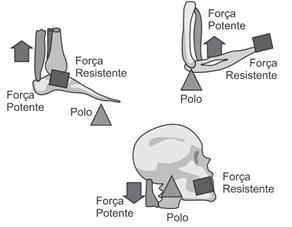 Ilustração mostrando diferentes tipos de alavanca em uma questão da Acafe.