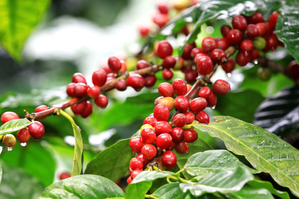 Imagem aproximada de um dos pés de uma plantação de café, uma alusão ao ciclo do café.