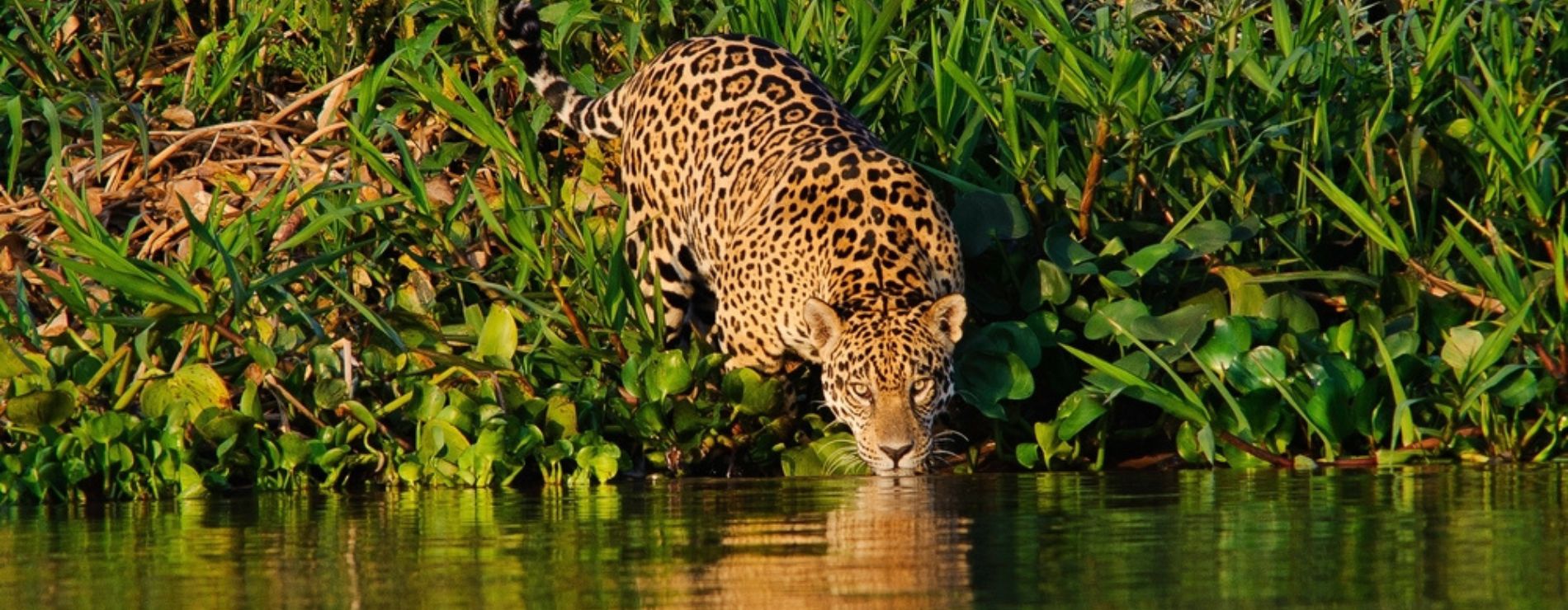 Pantanal