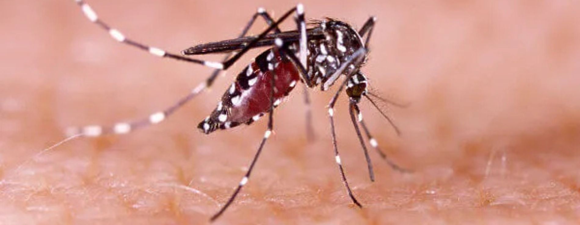 Mosquito da dengue