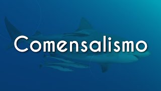 "Comensalismo" escrito sobre fundo azul com ilustração de tubarão, em alusão ao mar.