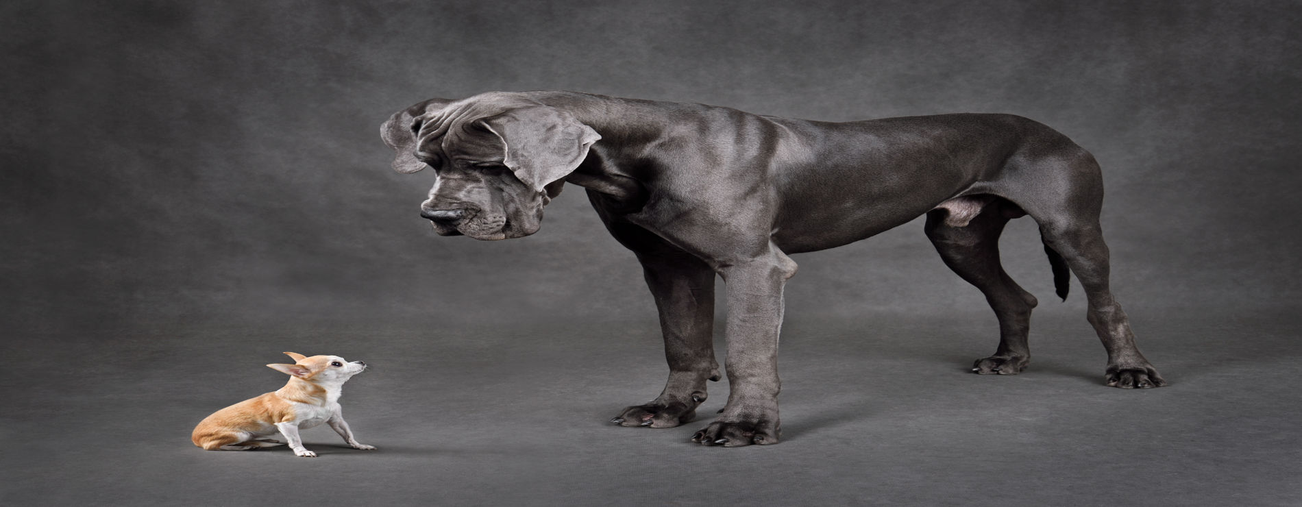Cachorrinho e cachorrão