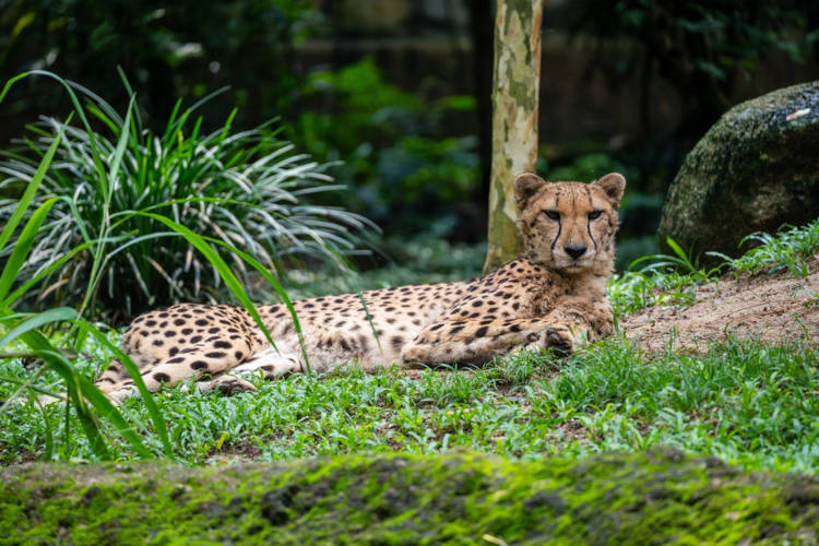 Chita (guepardo) asi&aacute;tica, que &eacute; encontrada hoje apenas no Ir&atilde;.