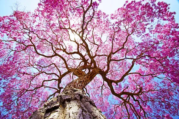 Ipe rosa florido na primavera