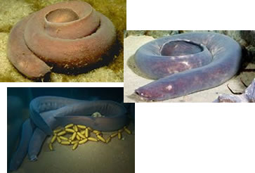 Hagfish Ronbon