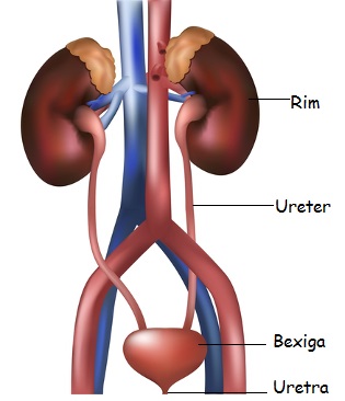 Observe no esquema acima os órgãos que compõem o sistema urinário