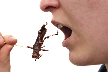 Em alguns lugares do mundo, comer insetos é um hábito comum