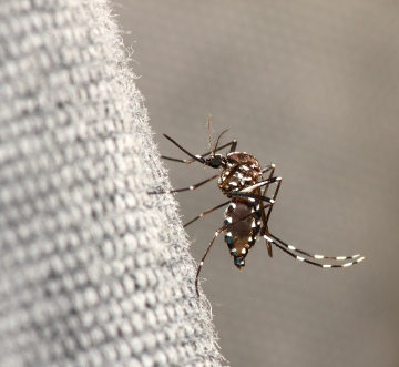 O clima tropical do Brasil favorece a proliferação de mosquitos transmissores de doenças
