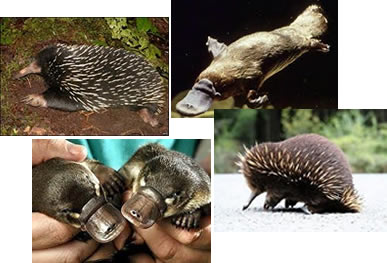 Os monotremados são mamíferos ovíparos dotados de cloaca