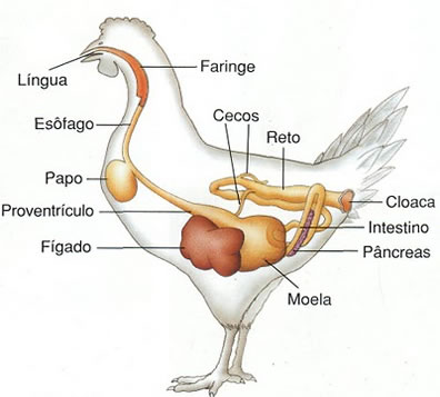 O sistema digestório das aves varia conforme a alimentação do animal