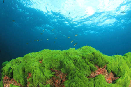 A maior parte das algas é  encontrada no ambiente marinho