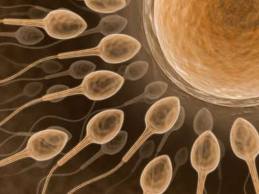 A gametogênese é um processo de reprodução de espermatozoides e óvulos