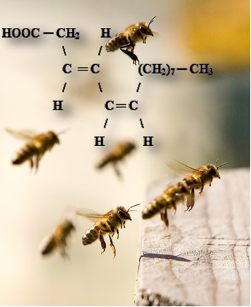 O ácido tetradec-3,5-dienoico é o feromônio de acasalamento das abelhas. Os seus estereoisômeros não são reconhecidos por esses insetos