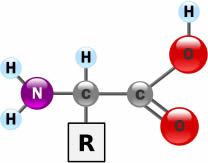Estrutura de um aminoácido