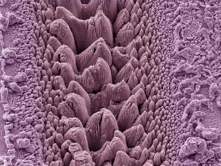 Imagem de traço de raio laser em superfície de Titânio gerada com Microscópio de Força Atômica (AFM)
