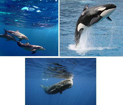 Os golfinhos, as orcas e os cachalotes são alguns exemplos de cetáceos odontocetos