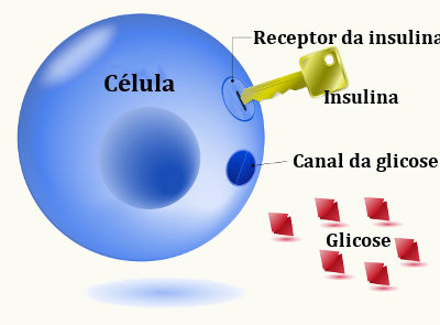 A insulina promove a captação da glicose pelas células do corpo