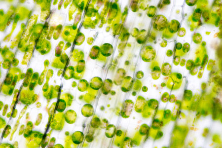 As clorofilas são pigmentos que dão cor verde a plantas e algas