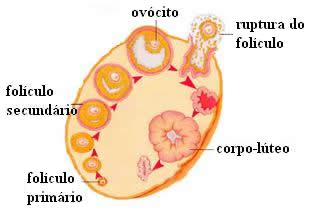 Dinâmica do folículo durante o ciclo menstrual.