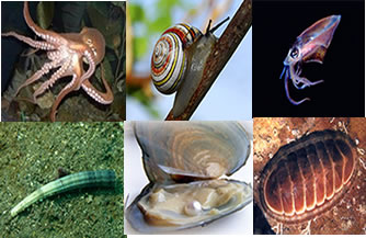 Os moluscos possuem representantes terrestres, marinhos e de água doce