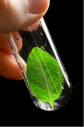 A Química Verde busca meios de alcançar o desenvolvimento sem agredir o meio ambiente, o mesmo ideal do desenvolvimento sustentável