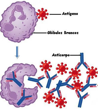 Na presença de um antígeno, anticorpos são produzidos. A união do anticorpo ao antígeno facilita a ação dos glóbulos brancos