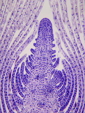 O meristema apical é responsável por promover o crescimento da planta em comprimento