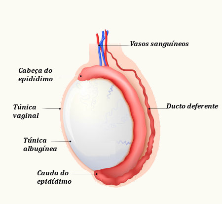 O testículo é o órgão responsável pela produção dos espermatozoides