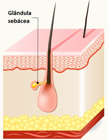 As glândulas sebáceas estão relacionadas com a produção de sebo