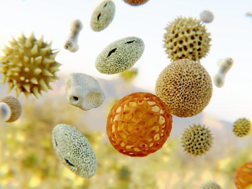 O pólen é essencial para garantir a reprodução das gimnospermas e angiospermas de forma independente da água