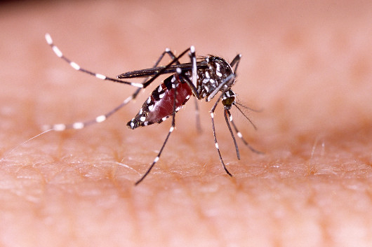  Aedes aegypti: o transmissor do vírus da febre amarela nas cidades.