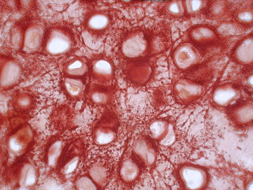 Imagem microscópica de um tecido cartilaginoso