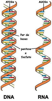 O DNA e o RNA são ácidos nucleicos