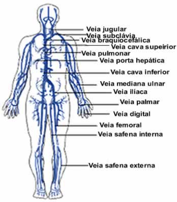 Algumas das principais veias e artérias do corpo humano