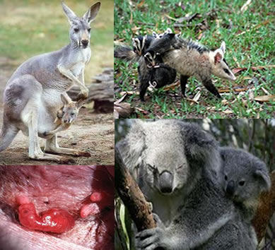 A maioria das espécies de marsupiais é encontrada na América do Sul e na Austrália