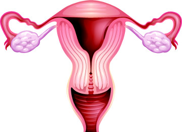 O muco produzido no colo do útero muda de textura e coloração durante o ciclo menstrual