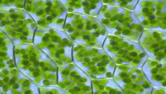 Cloroplastos na célula vegetal