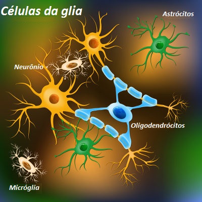 Observe algumas células da glia, importantes células do tecido nervoso